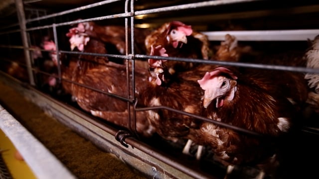 Laying hens in enriched cages