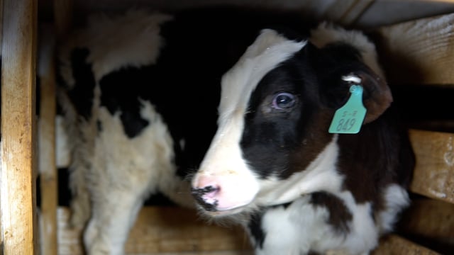 Mendes big calf small dirty hutch