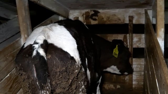 Teresita Dirty calves