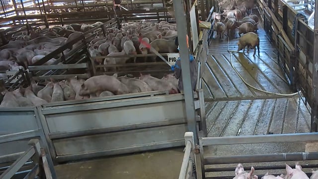 Cowra Meat Processors - Summary of incidents