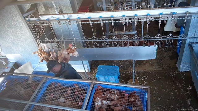 Cruelty incidents (short)
