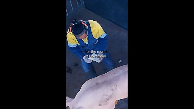 Legal bestiality on a Victorian pig farm (instagram)