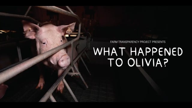 'What Happened to Olivia' documentary (2026) - trailer #2