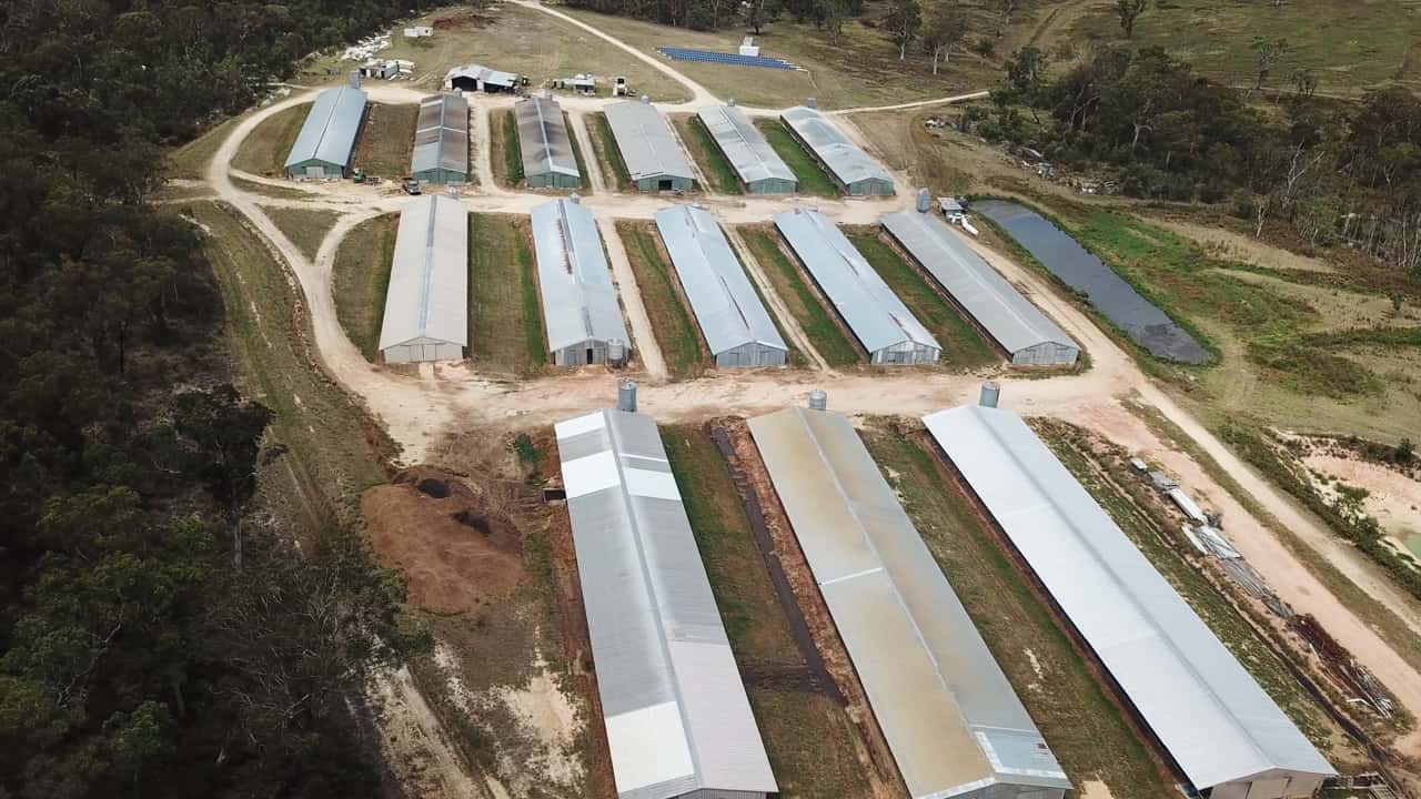 Australian duck farming 2018: short edit