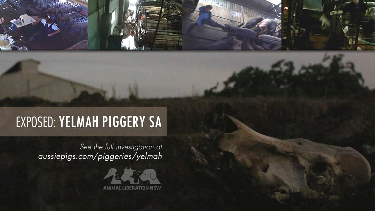 Yelmah Piggery SA, 2015-16 (short summary)