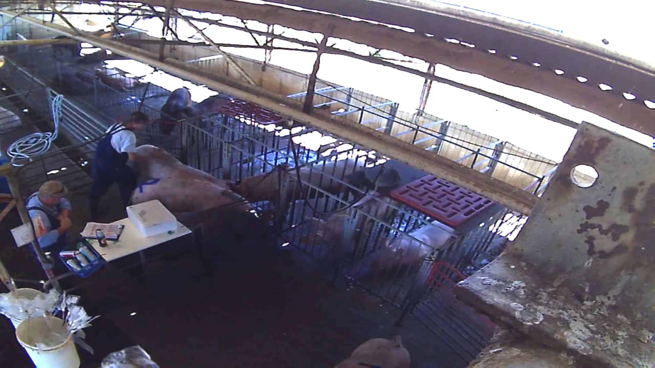 Yelmah Piggery 2015-16 (full version) - no text overlays