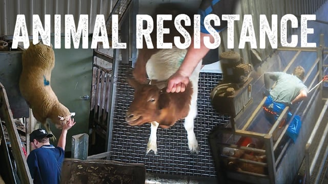 Destroyer - Animal Resistance | Shut Down Slaughterhouses
