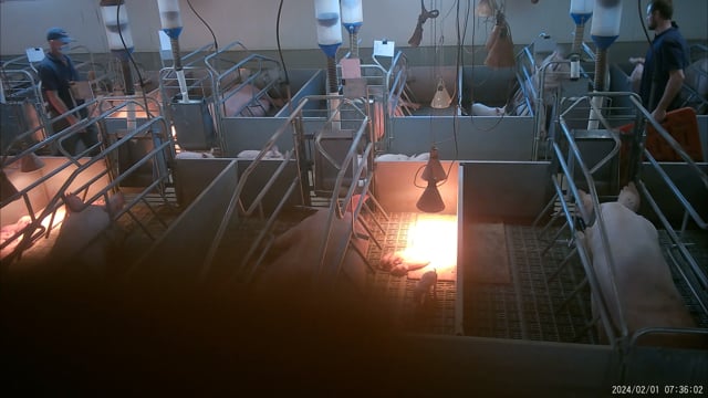 Piglets taken away from their mothers