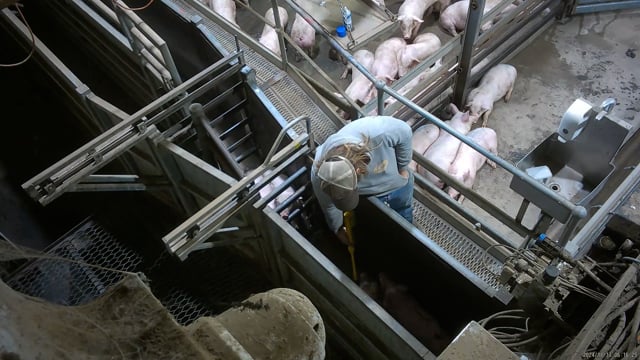 Hidden camera angle - Pig race