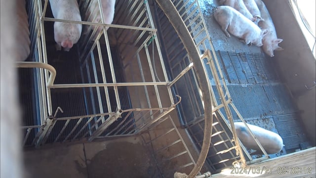 Mating stalls - Day 1 & 2 (hidden camera)