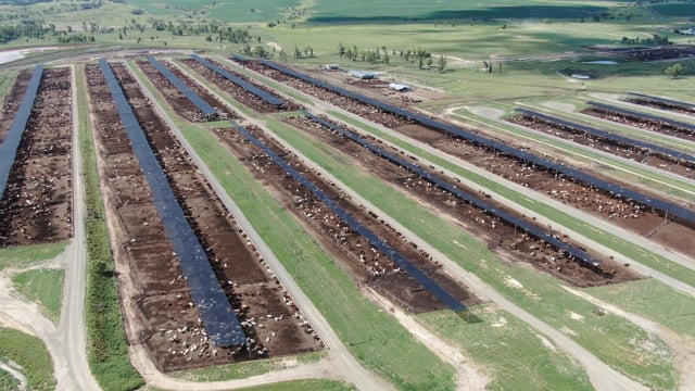 Brindley Park cow Feedlot