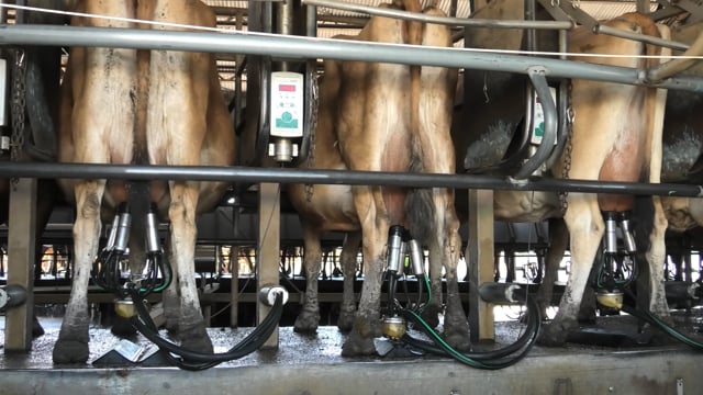 Caldermeade Dairy milking - 2024