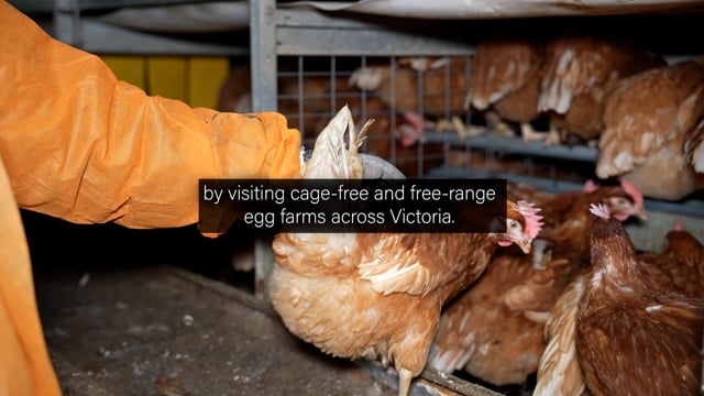 Lemitech Barn-laid Eggs - Investigation Video