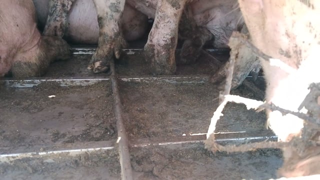 Pig playing with a piece of wire on a truck outside Benalla Slaughterhouse