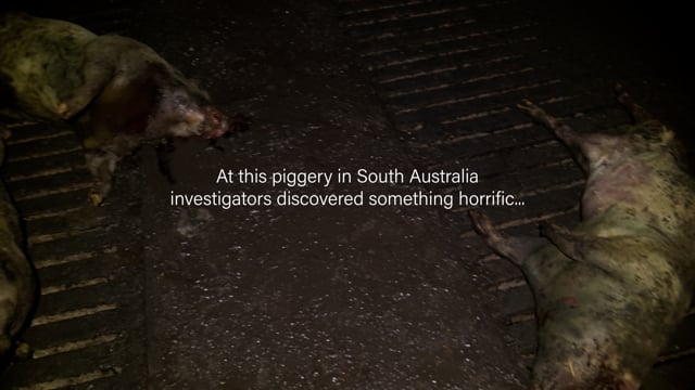 Andgar Piggery - A Scene from Nightmares