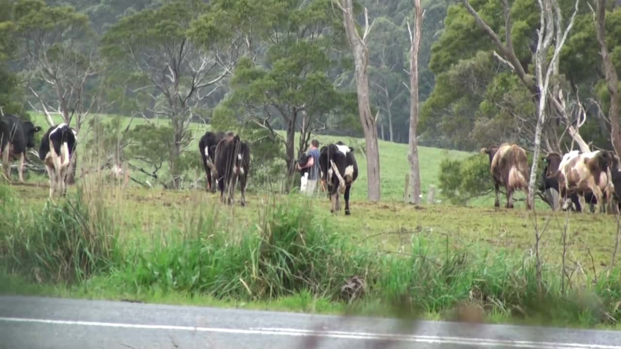 Dairy 2017 Animal Liberation - media edit