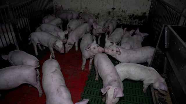 Weaner piglets at Brownlow Piggery