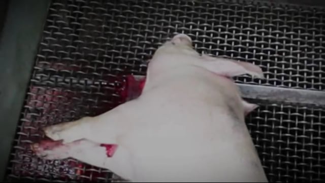 Final moments - stories from inside an Australian abattoir