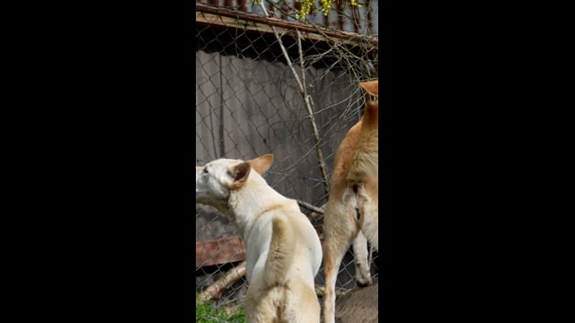 Gorge Wildlife Park - Investigation Summary (IG)