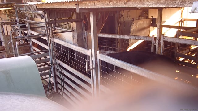 Hidden camera angle - Cattle race & kill pen