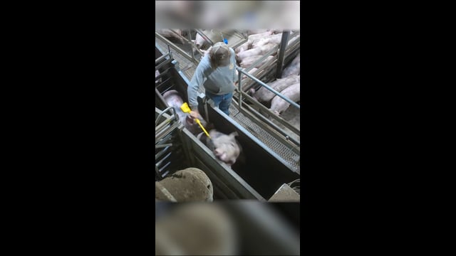 Cowra Meat Processors, Cowra NSW (campaign video - Instagram)
