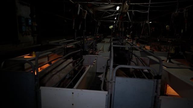 Farrowing crates at Sunpork's Gowanbrae piggery