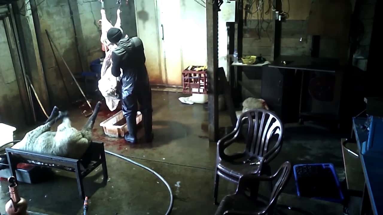 Illegal slaughterhouse, Victoria 2019 (long edit)