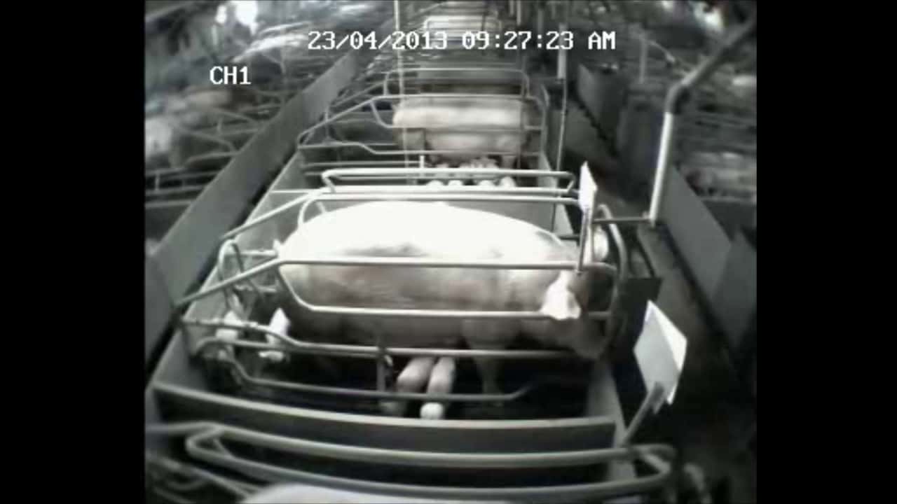 Behaviour of sows in farrowing crates
