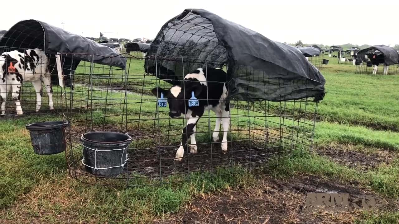 Operation Larson Dairy Farm