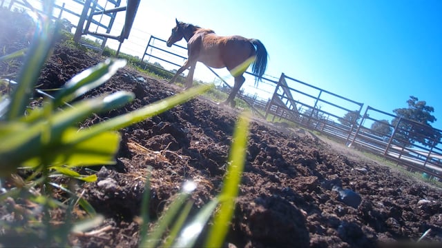 Day 5 - 5 x horses killed (Deseronto, Lady Poppy, Can Get A Witness, Solo Flight)-