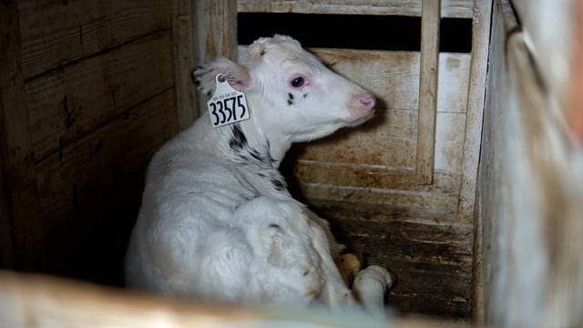 Tule white calf small dirty hutch