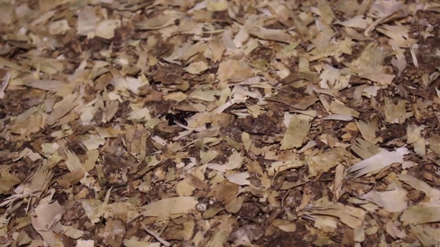 Duck farm, north of Sydney, NSW - filmed August 2015