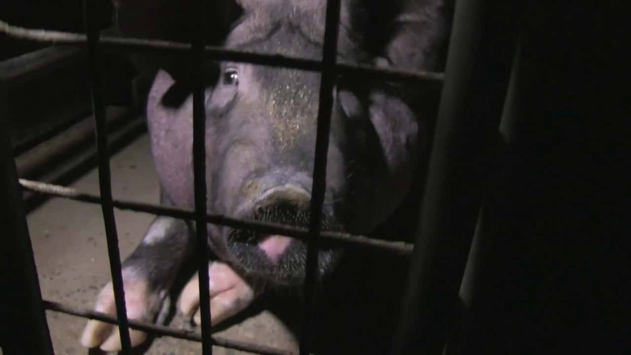 Wellington Piggery SA 2014