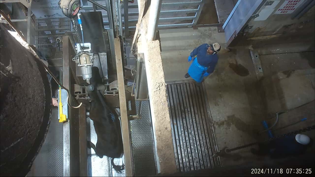 Hidden camera - Cattle/sow knockbox