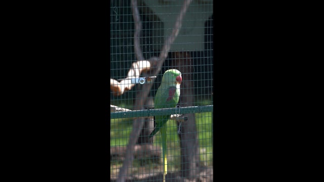 Darling Downs Zoo - Captivity Causes... (Vertical)