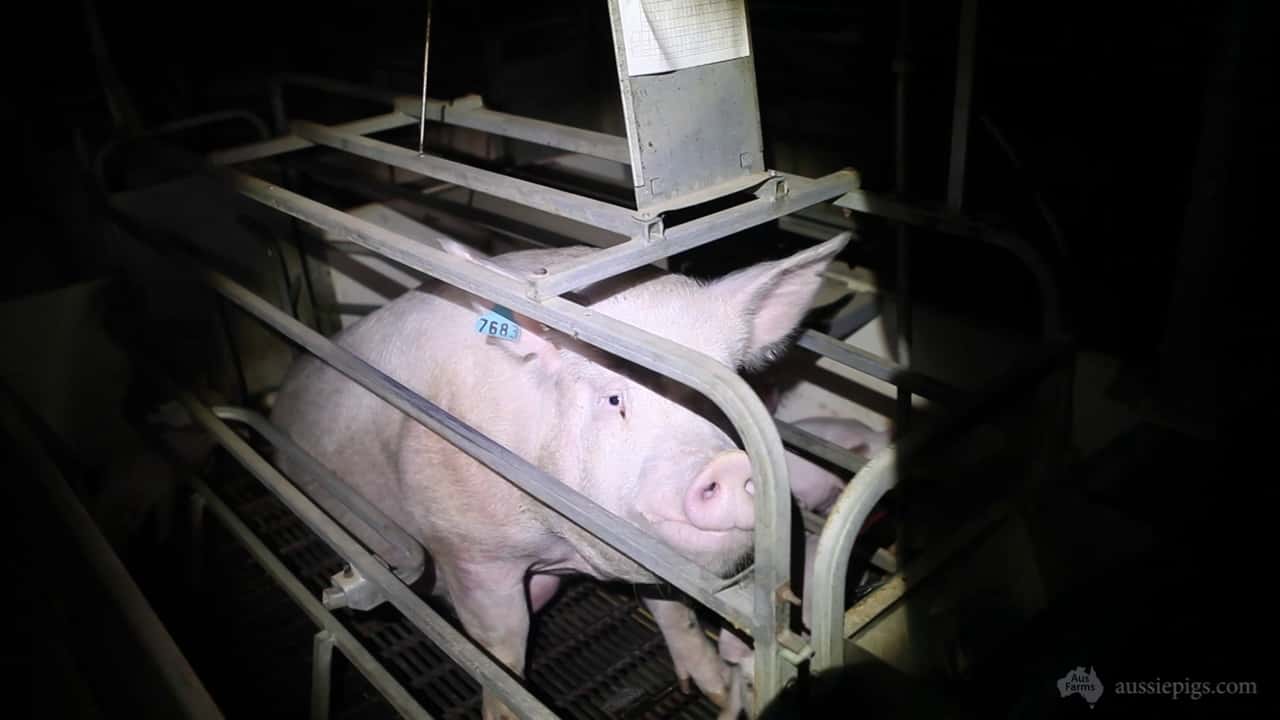 Mindarra Piggery, Gingin WA, mid 2014