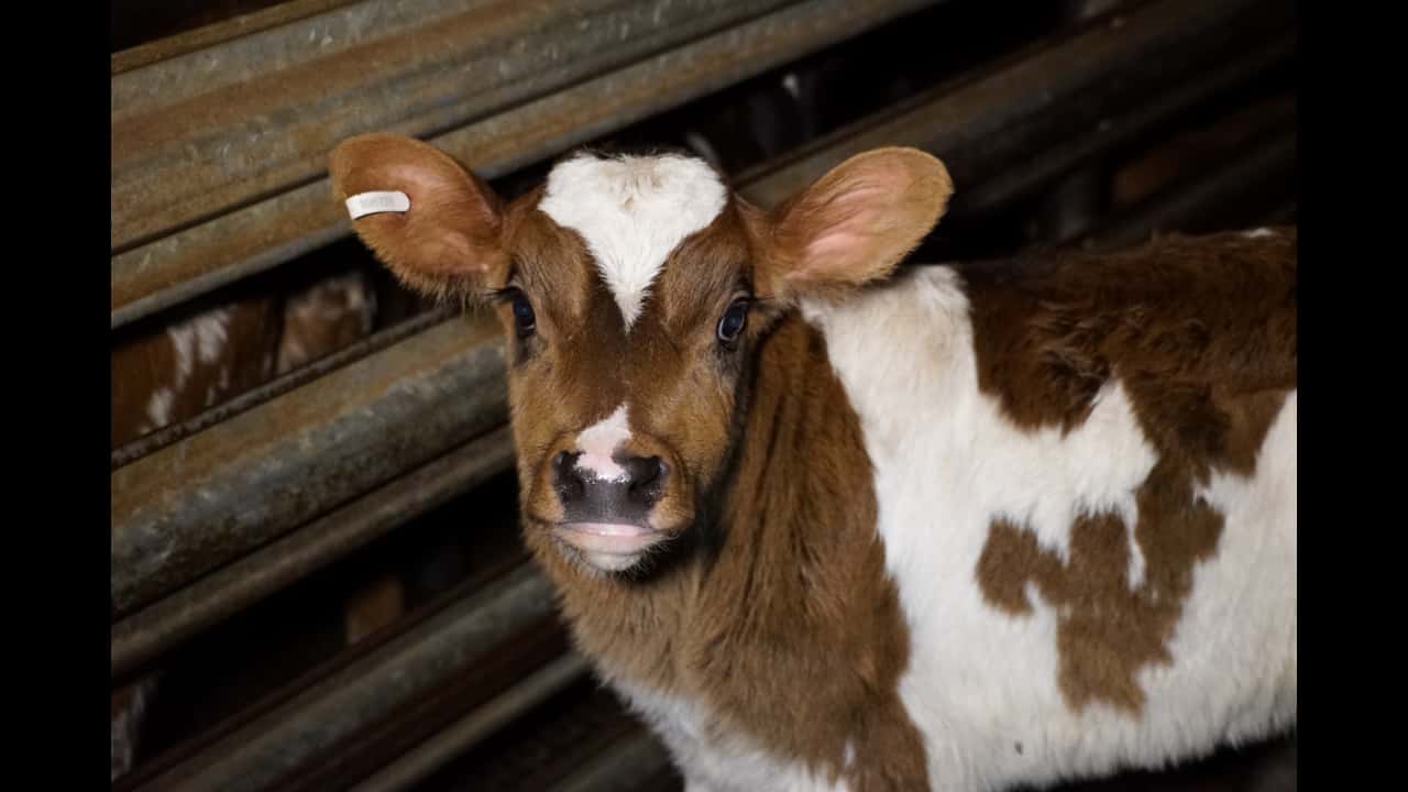 Australian Dairy Farming exposed (10 min)