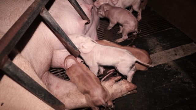 Piglets in farrowing crate