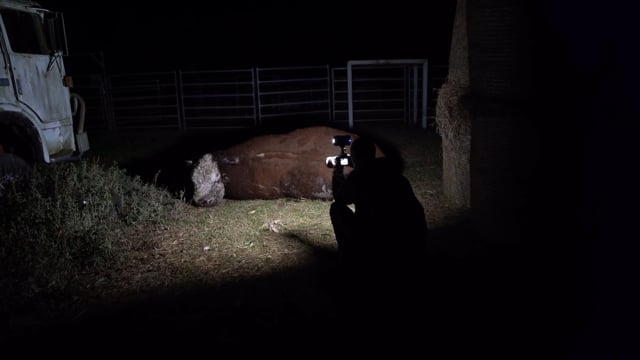 Seven QLD slaughterhouses investigated