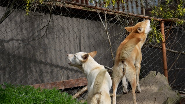 Gorge Wildlife Park - Investigation Summary