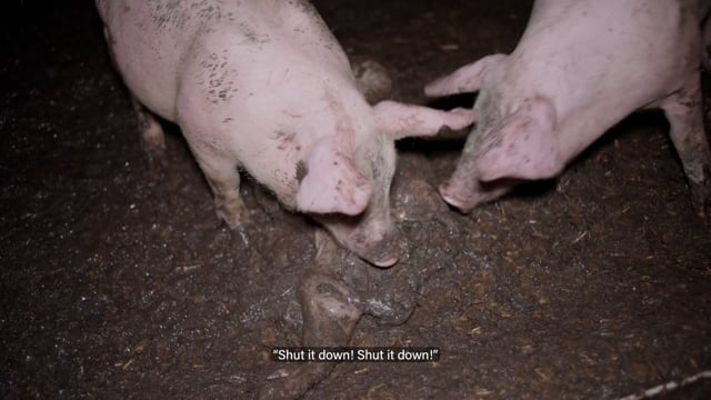 Andgar Piggery Revisit - August 2025