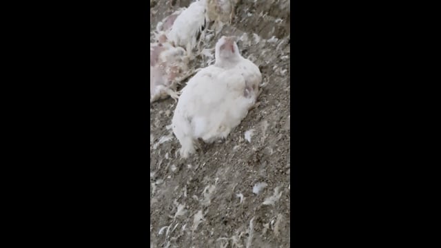 ProTen Broiler Farm - Bird Slowly Suffocating