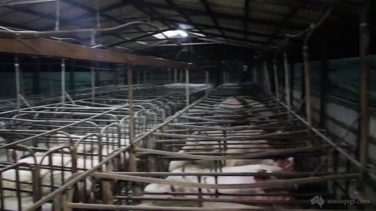 Dublin Piggery, Dublin SA 2014