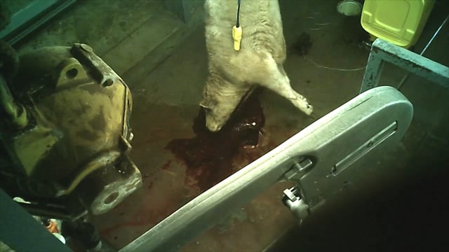 Cow/cattle slaughter - Snowtown abattoir, SA