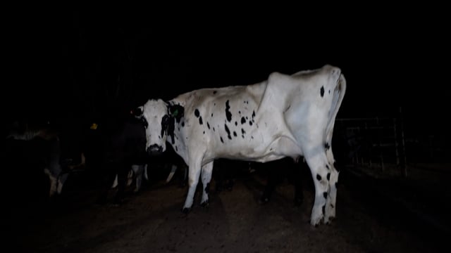 Handheld footage - animals in holding pens