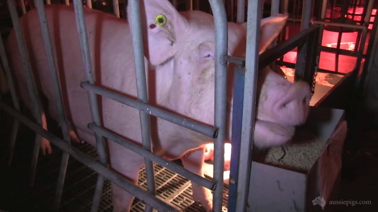 Wasleys Tailem Bend Piggery, Tailem Bend SA, early 2014