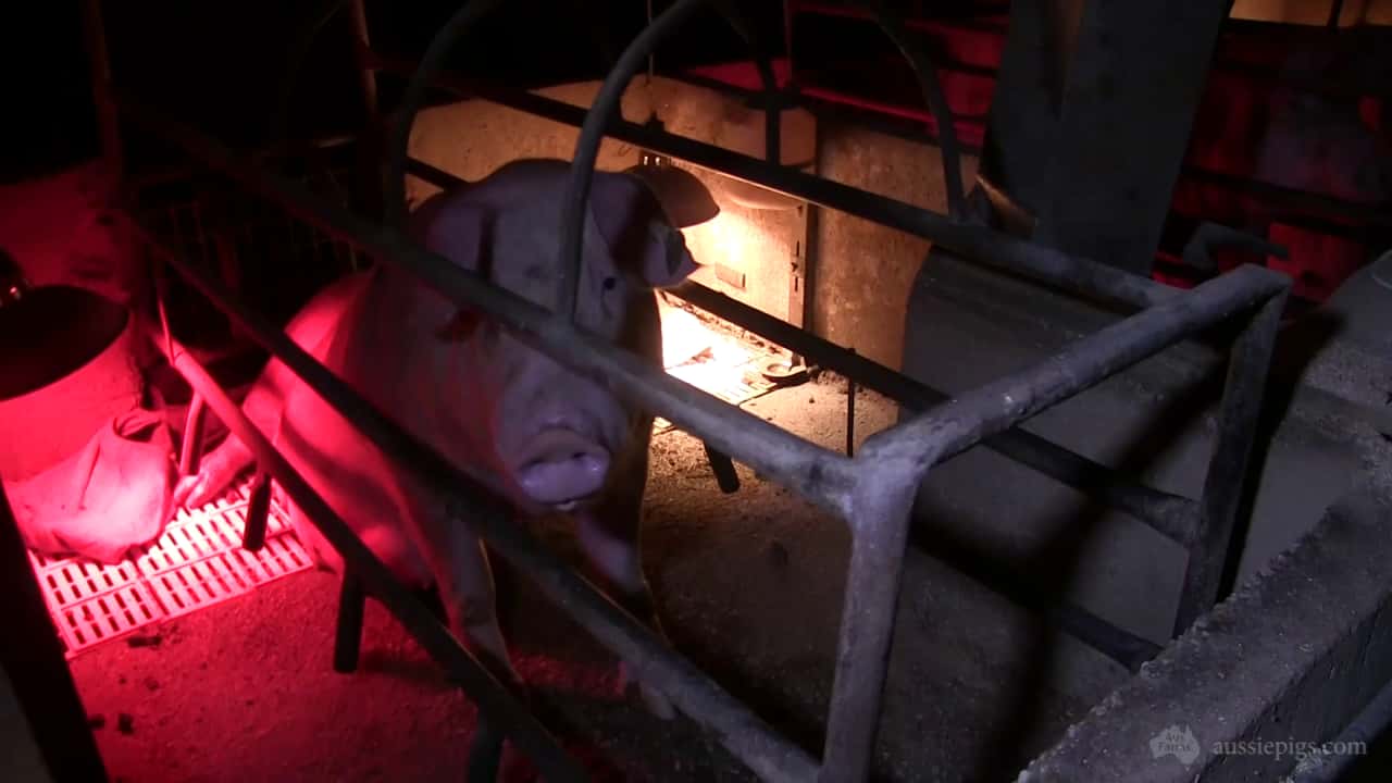 Korunye Park Piggery SA 2014