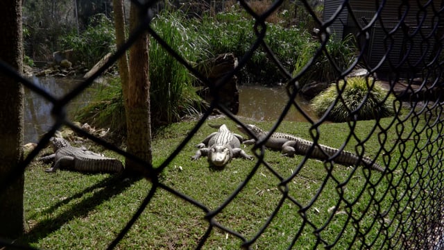 Gorge Wildlife Park (footage no music or titles)