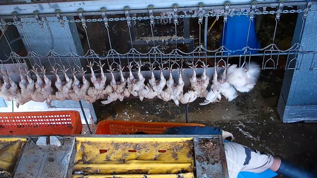E.T Chicken Processors, Llandilo NSW (campaign video)