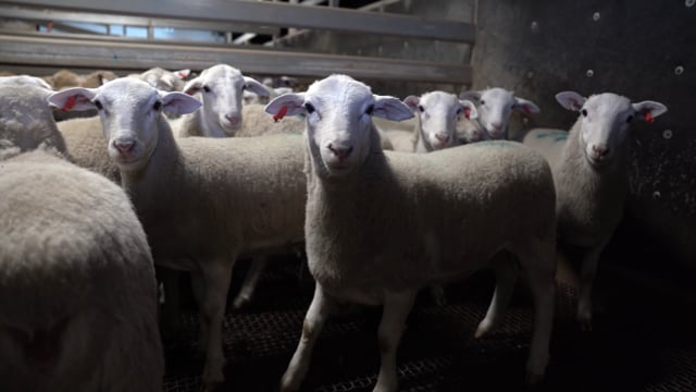 Carey Bros, Yangan QLD (campaign video)